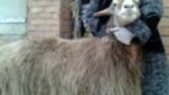 10 декабря 2019 продам срочно эдельбаевскую крупную овцу три...