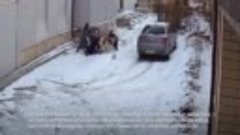 В Карачево-Черкесии огромный алабай напал на женщину и едва ...