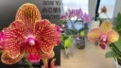 новые орхидеи РАЗОЧАРОВАНИЕ ГОДА теряем время и деньги : и о...