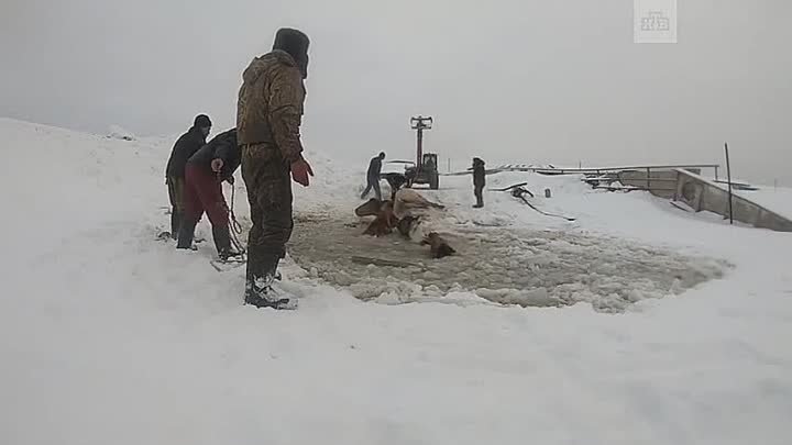 Люди спасли лошадей, провалившихся под лед