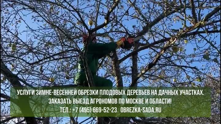 Услуги зимне-весенней обрезки плодовых деревьев в Москве и МО. Заказ ...