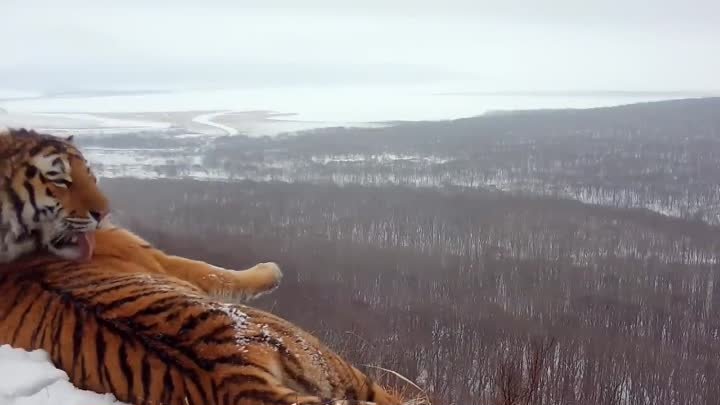 Тигр на фоне Владивостока