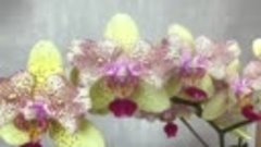ДВОЙНОЕ РАЗОЧАРОВАНИЕ орхидей : завязываю с такими орхидея...