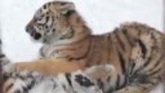 Тигрята резвятся в зоопарке Перми