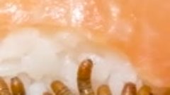 Острый васаби на суши против блюдных червей