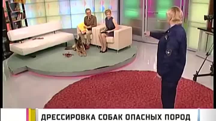 Дрессировка собак