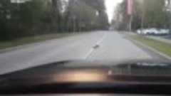 Невероятно 🤩 Ворона помогает Ёжику перейти дорогу 😍 Какие ...