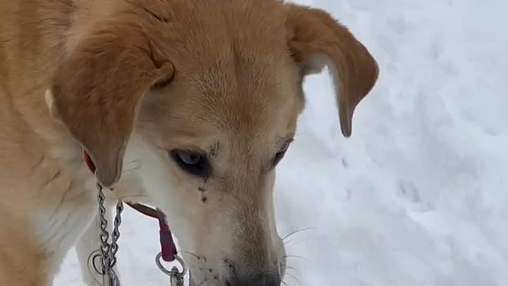 Астин. Приют Солнцево