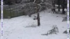 Панды наслаждаются снегом