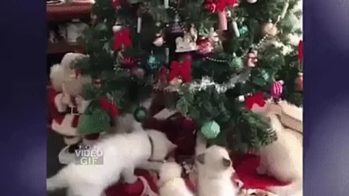 Котята играют с новогодними шариками на елке