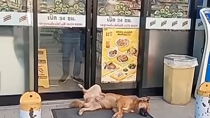 Жизнь бездомных собак в Тайланде безмятежна❤️