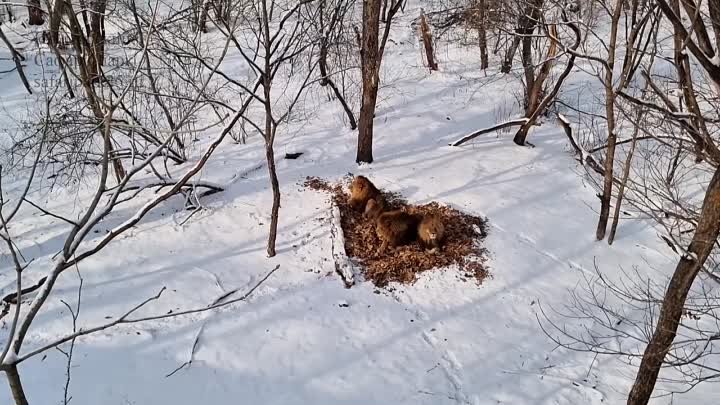 Львы гуляют втроём