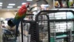 Попугай ара в магазине