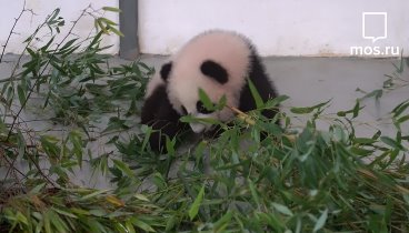 Маленькая панда из Московского зоопарка