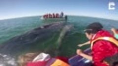 Whale And Calf Plays With Boat