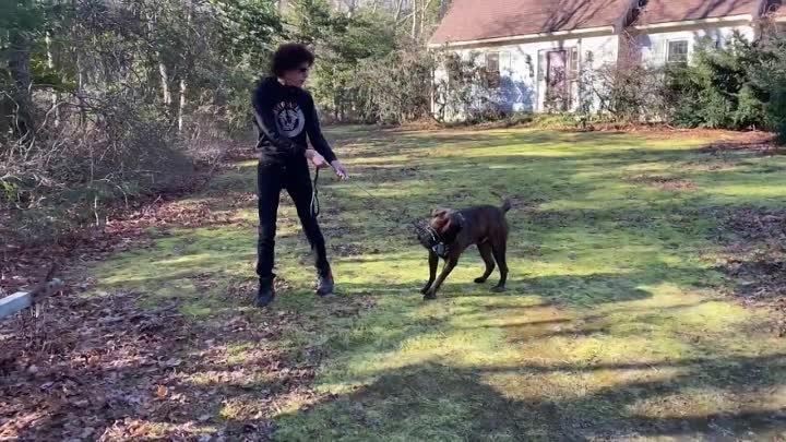 Extremely Aggressive Dog Training : The Dog Daddy from YouTube
