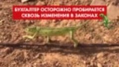 Бухгалтер пробирается сквозь изменения в законах