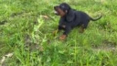 Then and Now. Dachshund from puppy to adult.