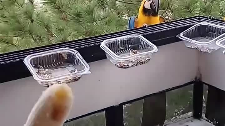 Попугаи на балконе 🦜