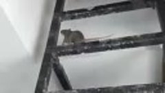 Крысы кошмарят жителей 17-этажки в Люберцах.  Грызуны ползаю...