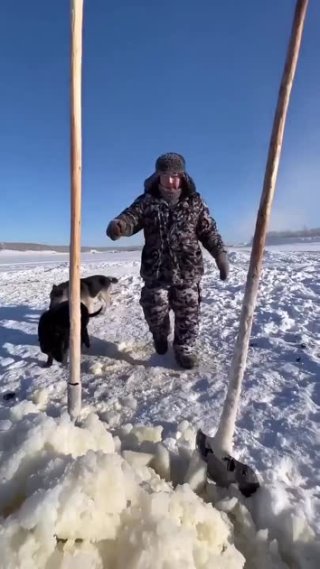 Якутия. Коровы идут на водопой в - 60
