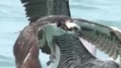 Пеликаны - рекетиры 
