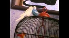 Любовники волнистые попугайчики
