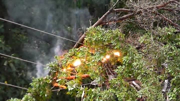 Tree on a power line