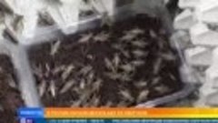 Нелюди продвигают жратву из насекомых в России. 🦗🪰🕷️🪳🪱?...