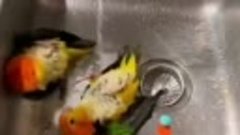 Водные процедуры для попугайчиков.