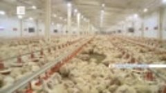 В Красноярском крае наращивают производство мяса птицы