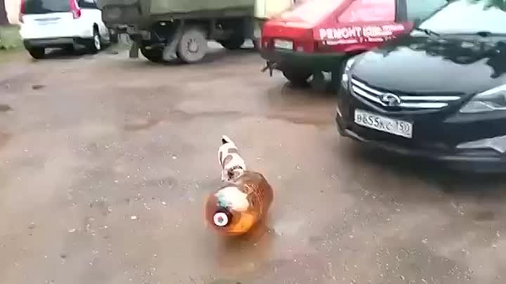 Мем с собакой и кегой видео Мем с собакой и кегой видео
