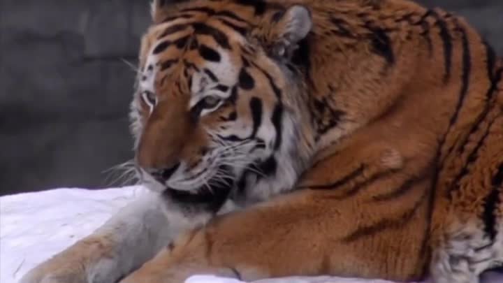 Тигр Zoo Nsk