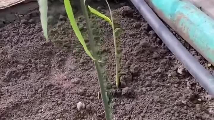 Выращиваем имбирь на огороде