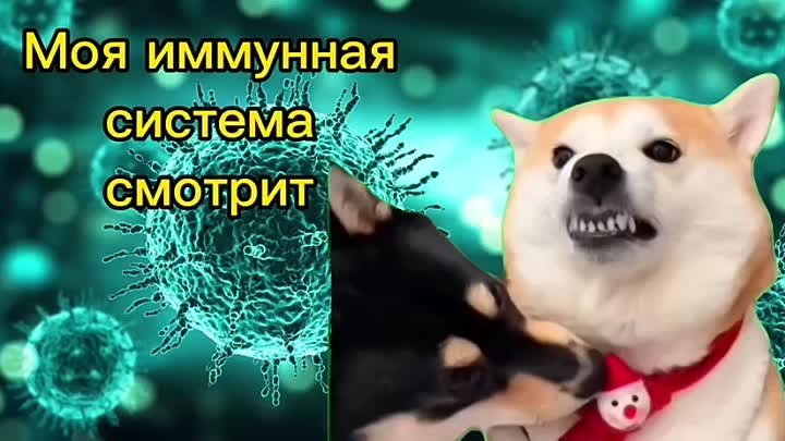 иммунитет