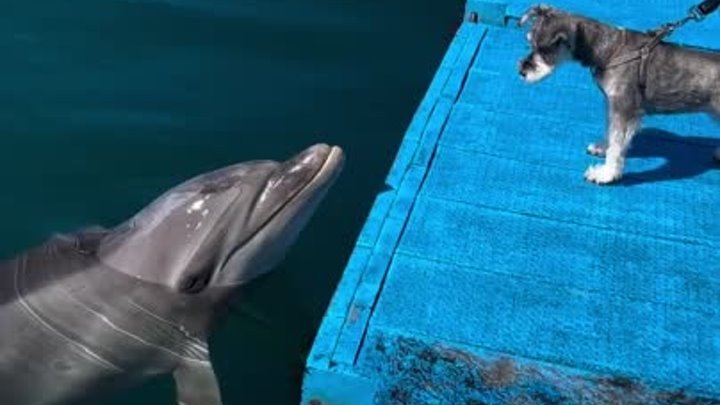 Дельфин и собака любопытно изучают друг друга.