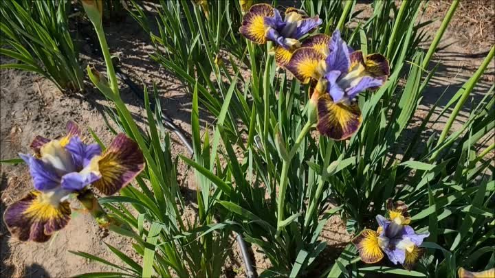 Iris-Art-In-Bloom