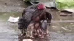 Мама-курица спасает своих детей от дождя.