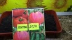 Посев томатов 2024 года продолжается. Какие даты посева выбр...