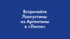 Увлекательный путь лангустинов: от глубоких вод побережья Ар...