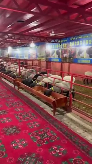  Китай как всегда,  впереди планеты всей. Удивили.  Овцы породы «Долан». Стоимость такой овцы составляет около 2000000 долларов.
