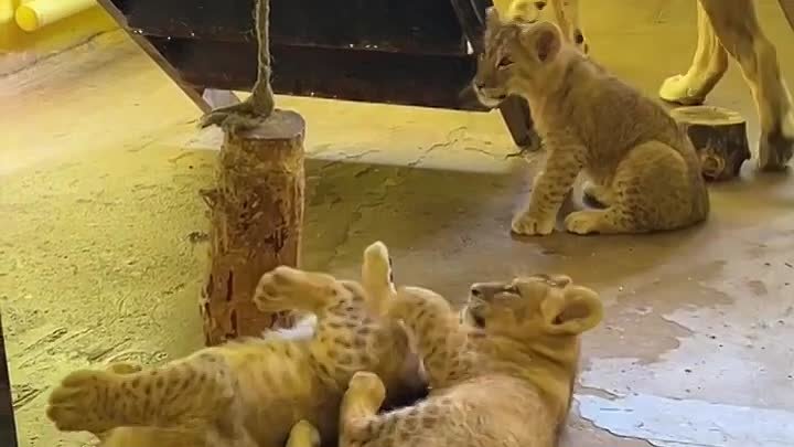 Видео из Белгородского зоопарка