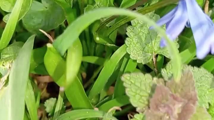 Весна в городе 🌿