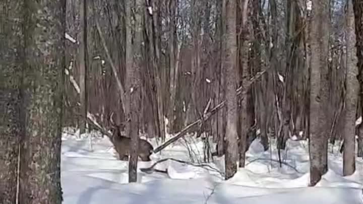 Прогулка оленей в лесу