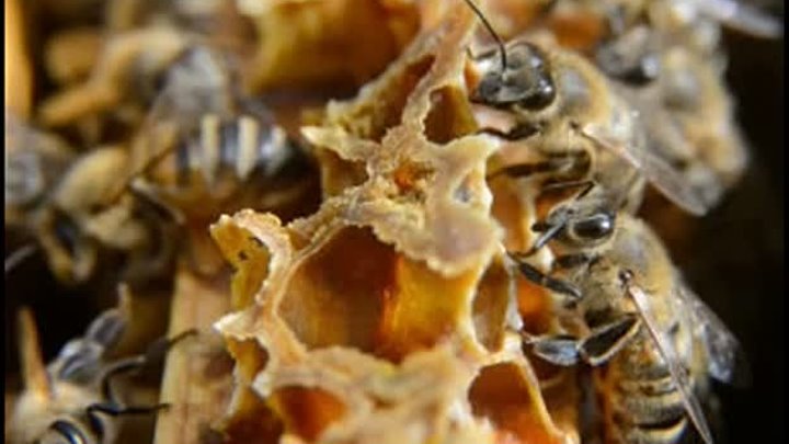 В Госдуме предложили поддержать пчеловодство