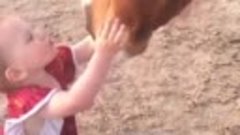 Девочка очень любит лошадок, 🐎а они обожают её.