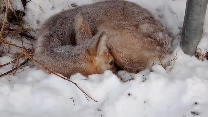 Наша помощь обессилевшей косуле.