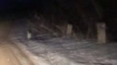 Заяц бежит по дороге в Камышинском районе