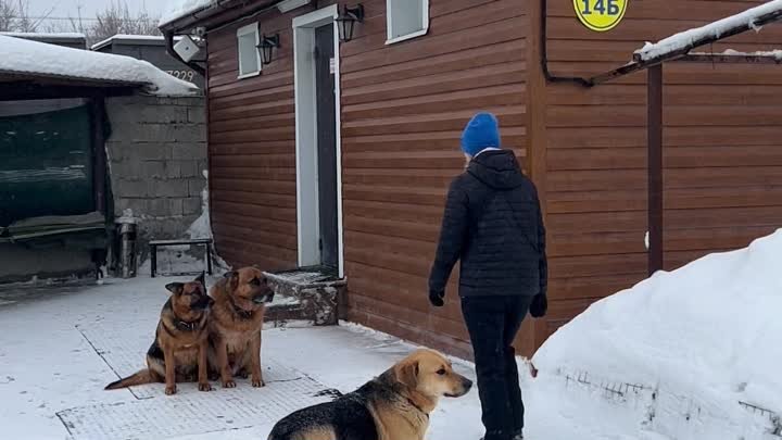 Собакум. Выдержка. Работа в паре. Немецкая овчарка.