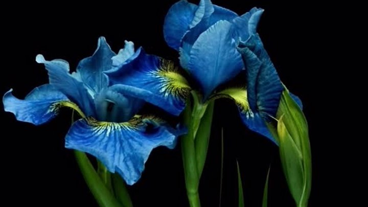 blue iris